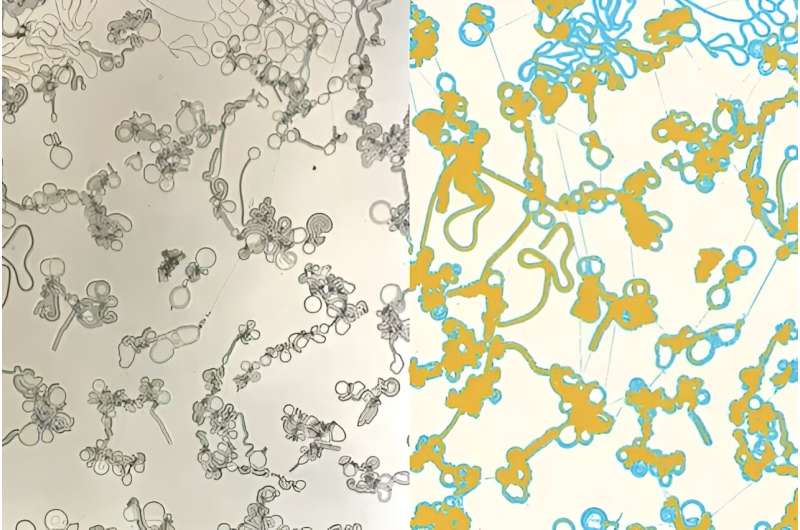Beyond displays: Liquid crystals in motion mimic biological systems