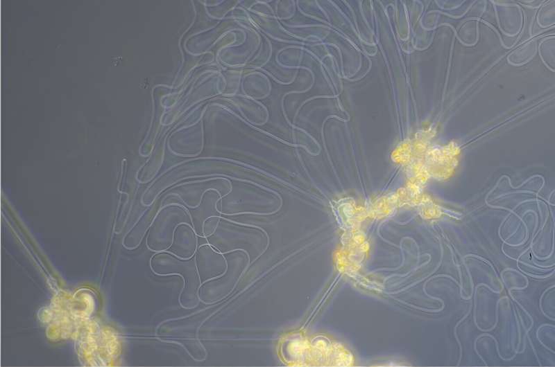 Beyond displays: Liquid crystals in motion mimic biological systems